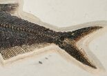 & Diplomystus Fish Fossils - Wyoming #18058-5